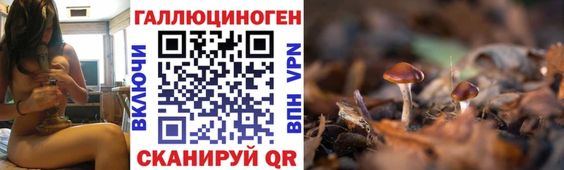 Псилоцибиновые грибы Cubensis  цены   Хадыженск 